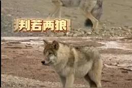 野狼成网红后，被喂成了“胖球”！网友炸锅图片