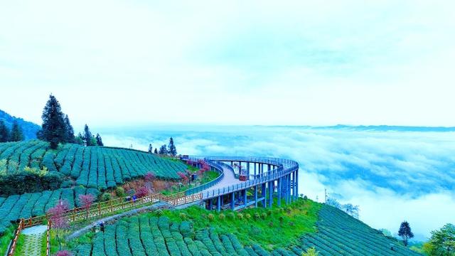 在农业文化遗产地登高丨这不止是跑步，更是一场千年茶文化的朝圣！
