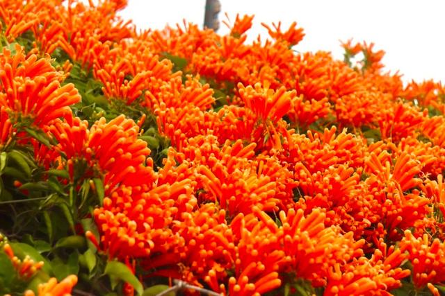 江门惊现“橙红瀑布”！马上解锁冬日限定→