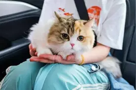 滴滴出行：200万只宠物完成注册，宠物出行正在尝试接入顺风车运力图片