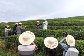 贵州石阡：武陵山苔茶馈赠的紫色韵香图片