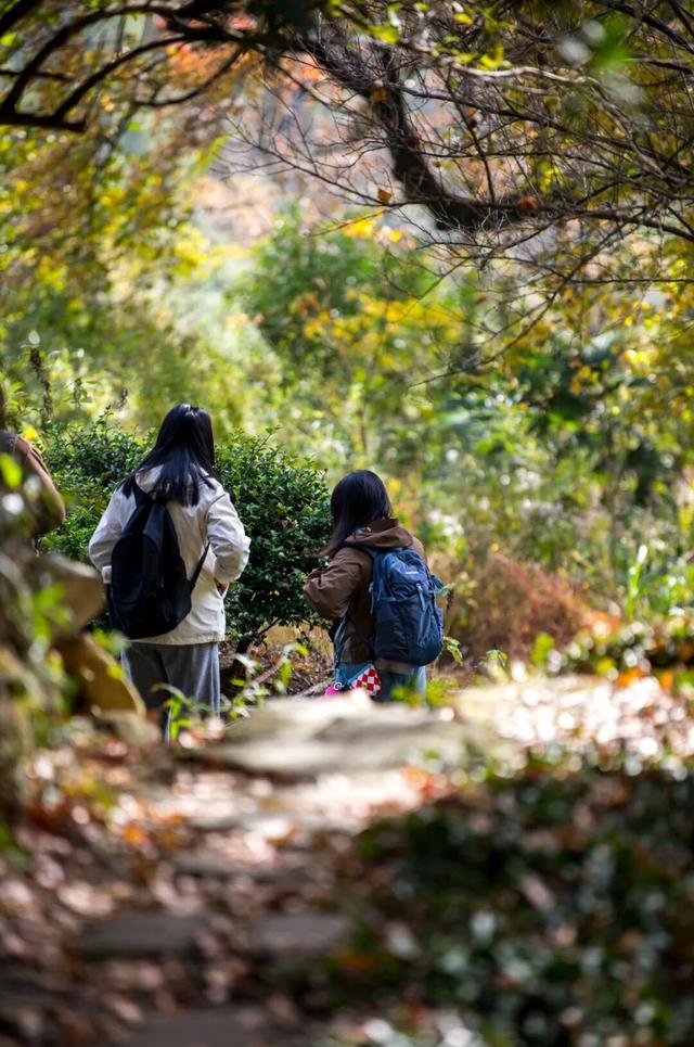 Hi走奉化② | 这条小众赏秋路线，藏有古树群“天花板”！