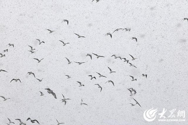 四季予你｜烟台：雪舞海畔，海鸥争涛