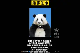 潮评丨大熊猫“花花”当文旅局长，“萌经济”大有可为图片