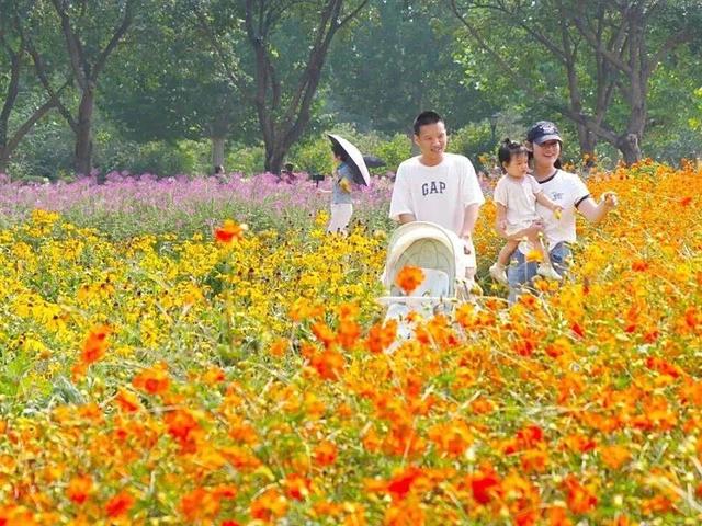 北京号最精彩｜秋色上新！紫色花毯蔓延昆玉河畔——