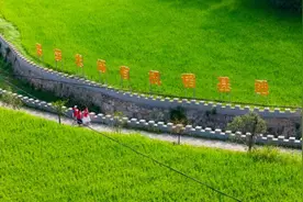 桐城市唐湾镇：生态农场开辟乡村振兴新“稻”路图片