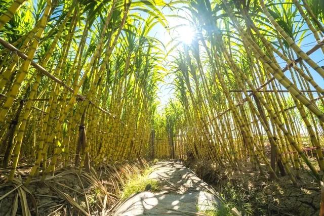 贤鲁跑名额增加！环岛吃喝玩乐购全攻略→