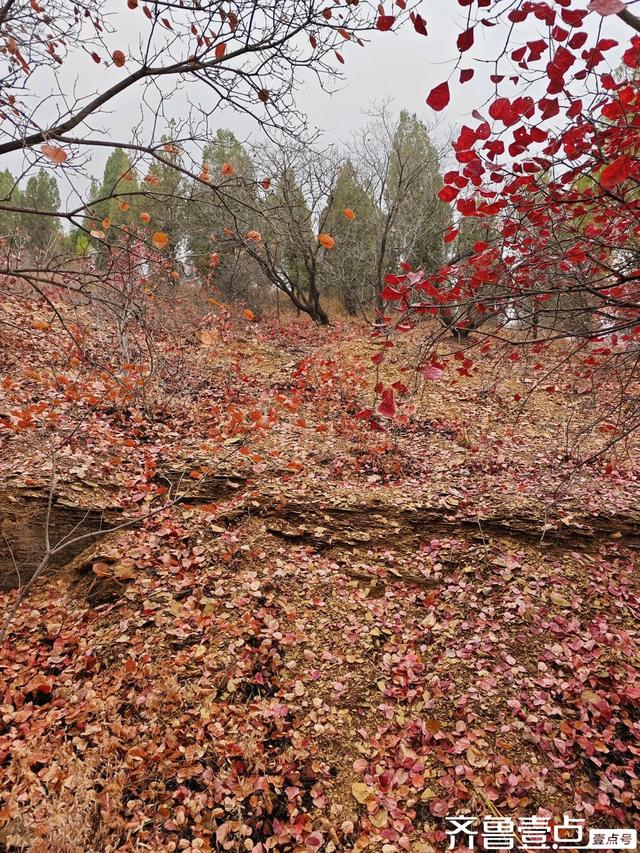 立冬首周末雨润章丘：红山翠谷赏红叶，仙境啊～