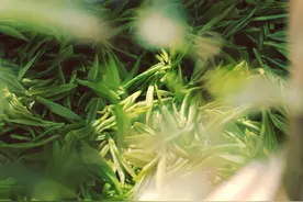寻美日照茶园｜⑤日照众润生态茶园图片