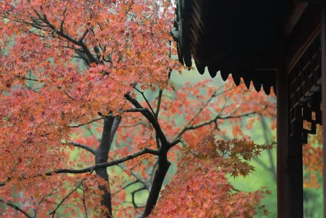 上海赏秋天花板，这波期待值拉满！
