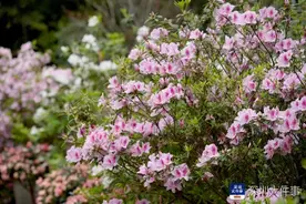 99元打“飞的”赏花！梧桐山毛棉杜鹃花会启幕，新地标亮相图片