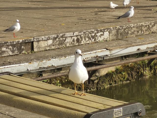 “白色精灵”如期而至！昆明大观公园上演冬日灵动乐章