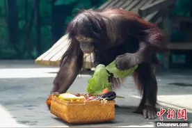 上海出生的珍稀灵长类动物红猩猩5周岁庆生图片