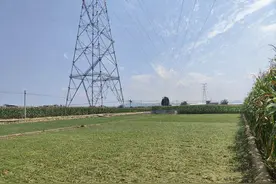 绵阳：“涪麦1号”孕育中草药产业新“丰”景图片