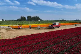 金秋到 鲜花俏图片