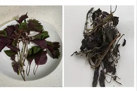 常用中药100味｜紫苏：药食同源的千年草本植物图片