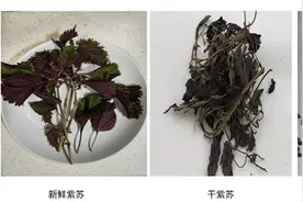 常用中药100味｜紫苏：药食同源的千年草本植物图片