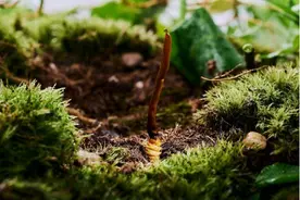 从青藏高原“搬”到湖北宜都，冬虫夏草撬动百亿产业图片