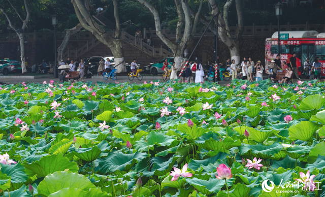 杭州：西湖荷花盛放迎客