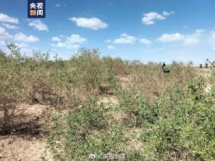 甘肃发现大面积野生枸杞