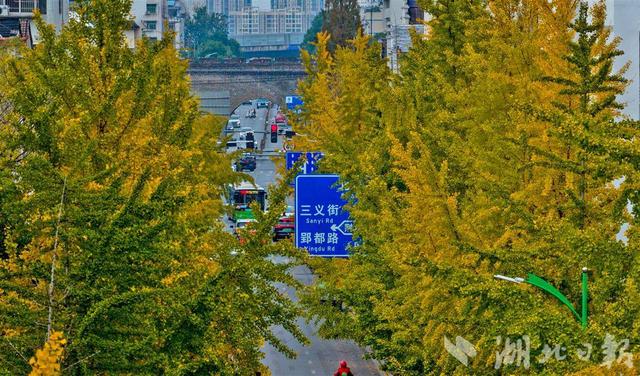 荆州古城银杏染金 城管“缓扫”留秋韵