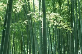 坚硬的竹子也可以成为柔软的纤维图片