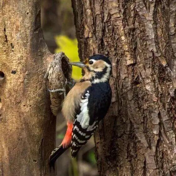 北京冬日限定“奇观”！就到月底！快冲→