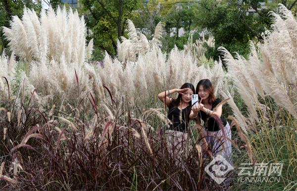 芦苇秋景美如画 生态休闲度假日