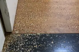 即将成群出现！应急措施：放一盆水图片