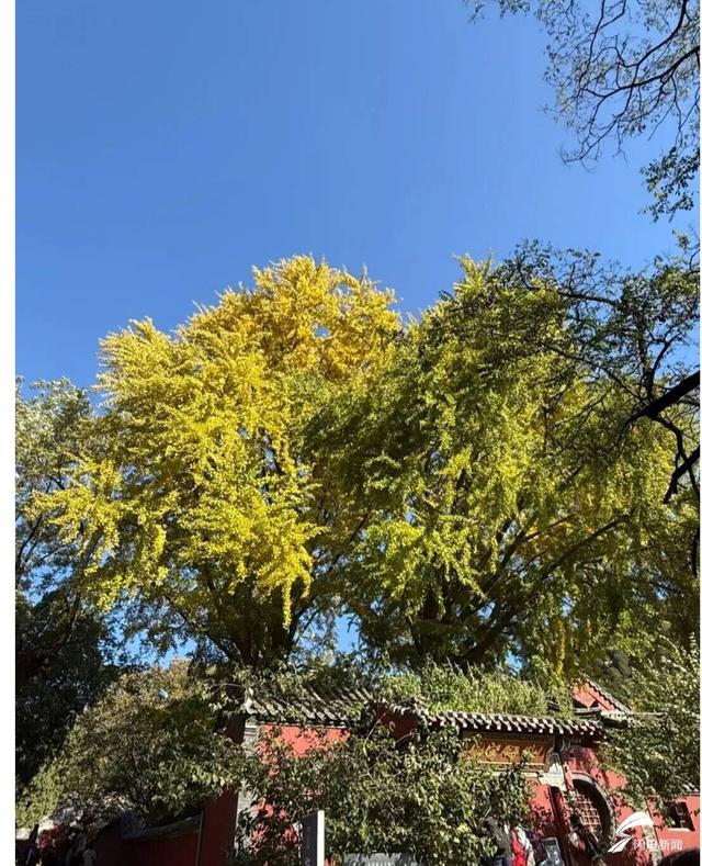 组图丨一大波美图来袭！泰山景区9个赏秋地超出片