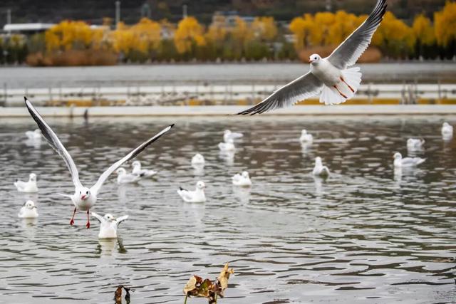 图说定西 | 定西湖畔风景如画