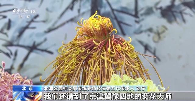 多彩秋叶+菊花文化节 深秋的北京成了调色板