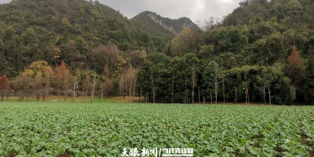 【美丽贵州】春季油菜花  秋季野花美｜花溪十里河滩“格桑花田”吸引游客赏花打卡