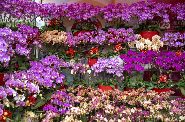 增城2026花市定档！打卡攻略→