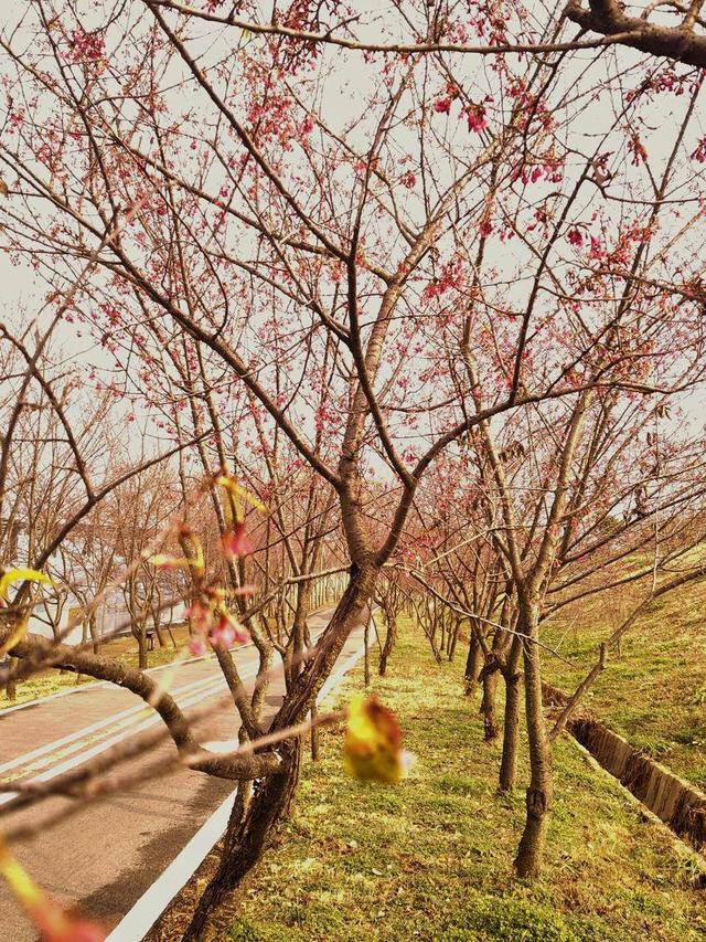 寒冬樱色 一眼心动 快来华容杏福园邂逅2026第一缕春信