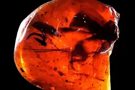 进博风尚丨进博会上竟然出现了一只“真”恐龙图片