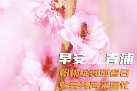 早安青浦丨粉桃绽蕊迎春日，蜂舞其间采蜜忙图片