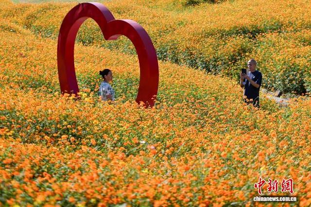 重庆：金秋花海引游人