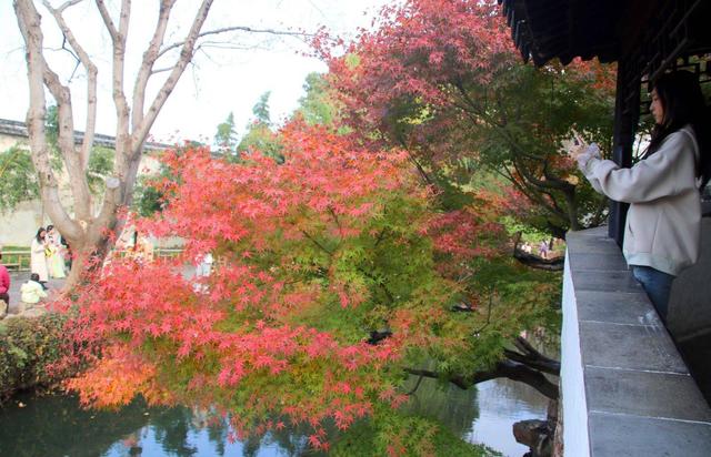 江苏苏州：拙政园“枫”景醉游人