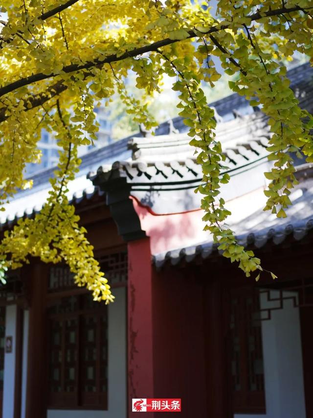 故宫同款秋色，惊艳了荆州