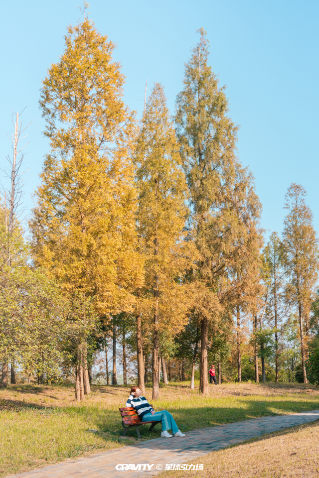 文旅湘江丨绝对不可以，错过长沙版的「秋日芦苇海」