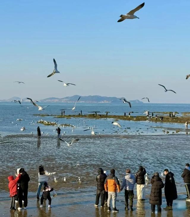 治愈天花板！来蓬莱赴一场冬日“鸥遇”