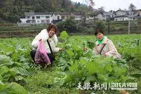 绥阳县蒲场镇：蔬菜采摘人气旺 农旅融合添活力图片