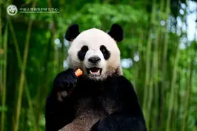 六只国宝聚齐，助力“盛事经济”，内地赠送大熊猫今日抵港图片