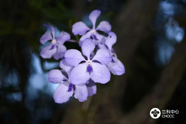 沉浸式赏兰！还有新展限时开放！