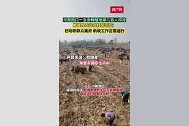 周口郸城一玉米地遭村民哄抢？官方回应：有群众到已收割过的地块捡拾玉米被劝离图片