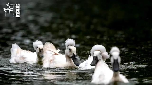 为什么来愚园一定要听讲解？