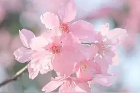 申城开启樱花“盛宴”，奉上上海公园赏樱地图图片