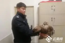 第一次见飞着来报警的！民警救助迷路白胸苦恶鸟图片