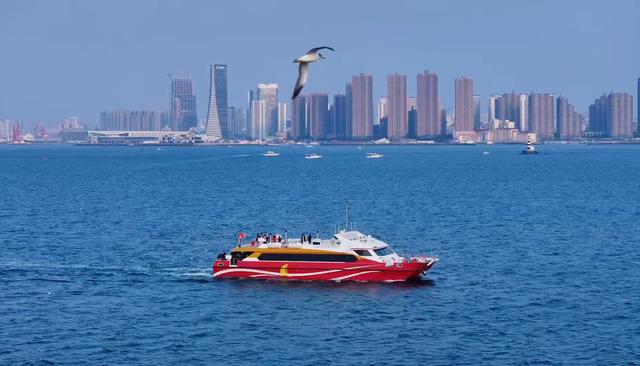 冬日青岛“追鸥逐浪”的N种可能